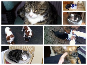 Collage of pet sitting scenes