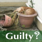 Puppy asleep in a flowerpot