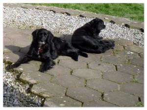 Two black Setter-Collies enjoying the sunine