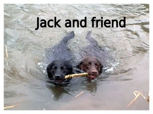 Two dogs swimming clutching the same stick