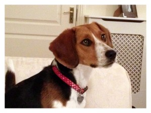 Beautiful well-behaved 1-year-old Beagle pup