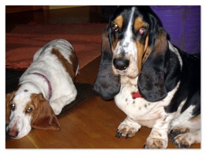 Two placid Bassett Hounds sitting on the floor