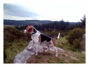 A Beagle on a high rock looking out over a gorge